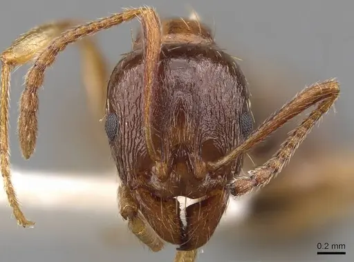 Aphaenogaster subterranea specimen CASENT0907690 image casent0907690_2