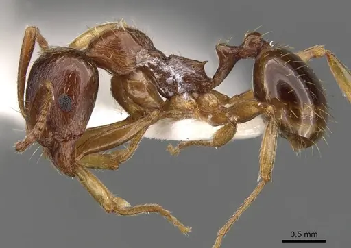 Aphaenogaster subterranea specimen CASENT0907690 image casent0907690_3