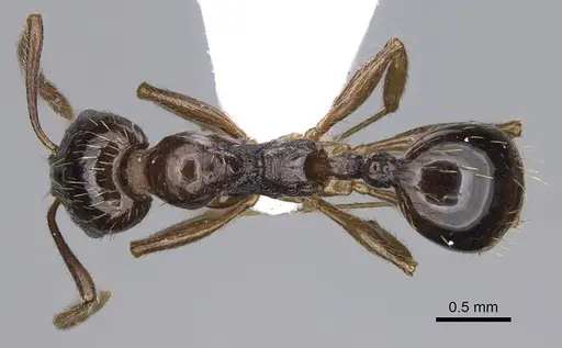 Aphaenogaster subterranea specimen CASENT0914228 image casent0914228_1