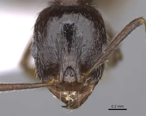 Aphaenogaster subterranea specimen CASENT0914228 image casent0914228_2