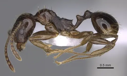 Aphaenogaster subterranea specimen CASENT0914228 image casent0914228_3