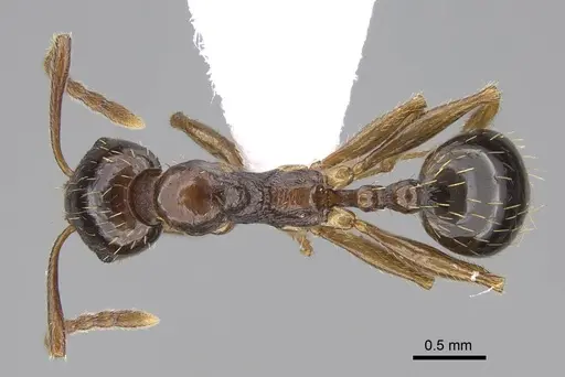 Aphaenogaster subterranea specimen CASENT0922689 image casent0922689_1