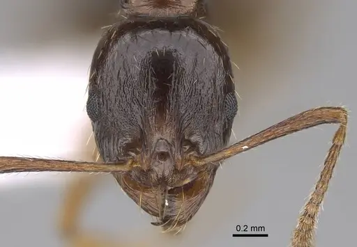 Aphaenogaster subterranea specimen CASENT0922689 image casent0922689_2