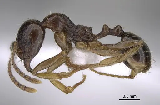Aphaenogaster subterranea specimen CASENT0922689 image casent0922689_3