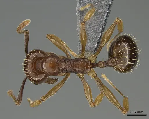 Aphaenogaster subterranea specimen CASENT0923666 image casent0923666_1