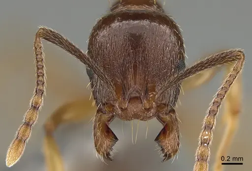 Aphaenogaster subterranea specimen CASENT0923666 image casent0923666_2