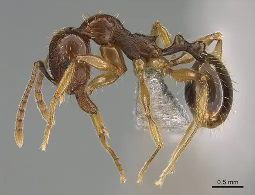 Aphaenogaster subterranea specimen CASENT0923666 image casent0923666_3