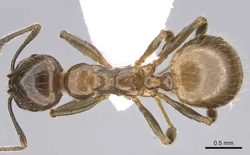 Aphaenogaster subterraneoides specimen CASENT0281536 image casent0281536_1