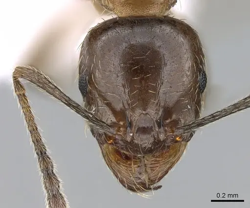 Aphaenogaster subterraneoides specimen CASENT0281536 image casent0281536_2