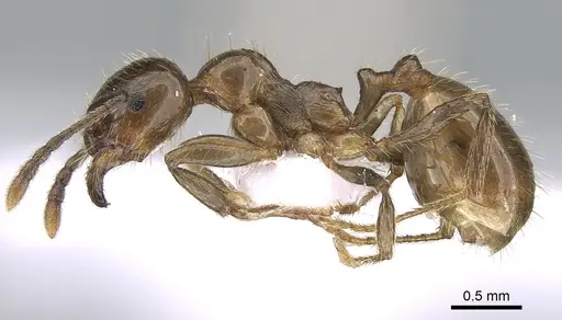 Aphaenogaster subterraneoides specimen CASENT0281536 image casent0281536_3