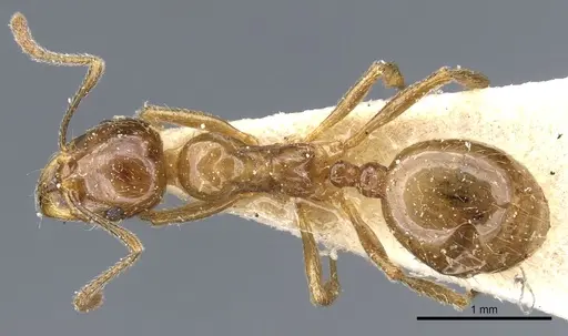 Aphaenogaster subterraneoides specimen CASENT0904155 image casent0904155_1