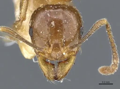 Aphaenogaster subterraneoides specimen CASENT0904155 image casent0904155_2