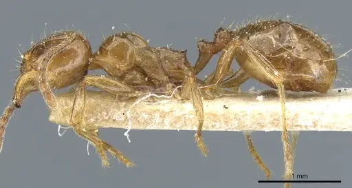 Aphaenogaster subterraneoides specimen CASENT0904155 image casent0904155_3