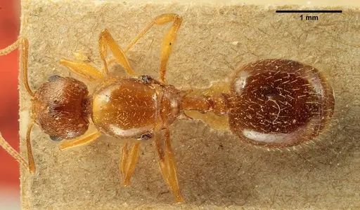 Aphaenogaster subterraneosplendida specimen ANTWEB1041229 image antweb1041229_1