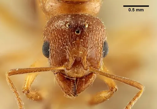 Aphaenogaster subterraneosplendida specimen ANTWEB1041229 image antweb1041229_2