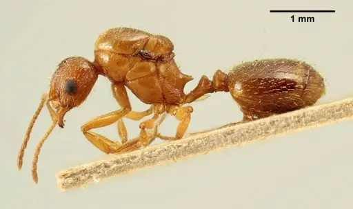 Aphaenogaster subterraneosplendida specimen ANTWEB1041229 image antweb1041229_3