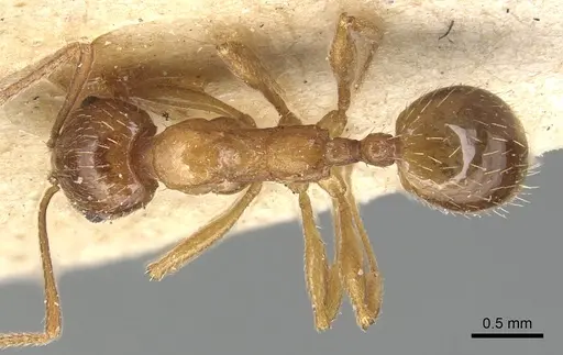 Aphaenogaster subterraneosplendida specimen CASENT0904177 image casent0904177_1