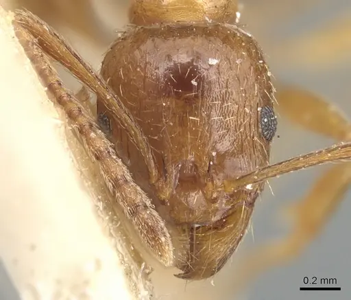 Aphaenogaster subterraneosplendida specimen CASENT0904177 image casent0904177_2