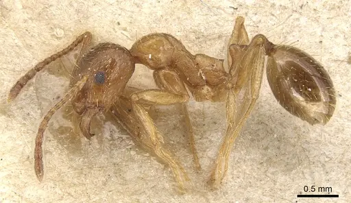 Aphaenogaster subterraneosplendida specimen CASENT0904177 image casent0904177_3