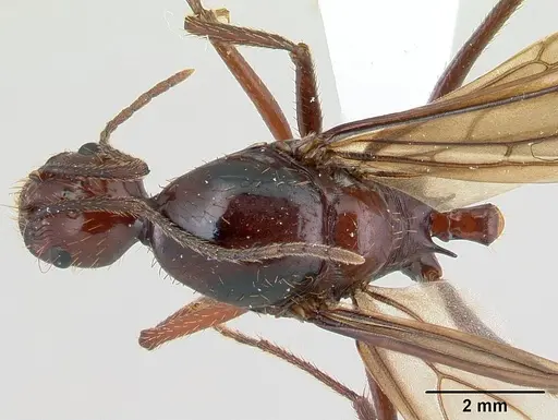 Aphaenogaster swammerdami specimen CASENT0000523 image casent0000523_1