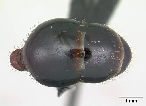 Aphaenogaster swammerdami specimen CASENT0000523 image casent0000523_2