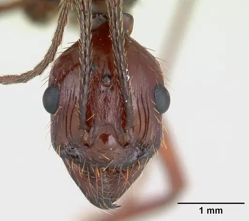 Aphaenogaster swammerdami specimen CASENT0000523 image casent0000523_3