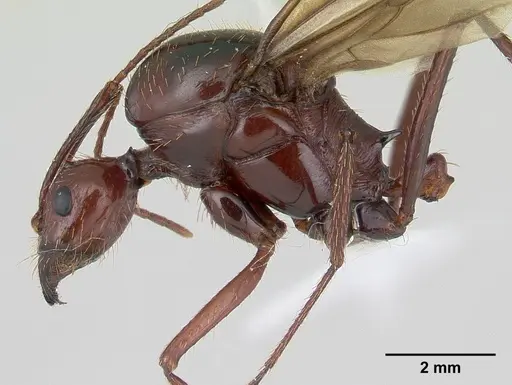 Aphaenogaster swammerdami specimen CASENT0000523 image casent0000523_4