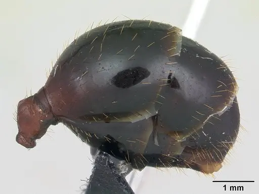Aphaenogaster swammerdami specimen CASENT0000523 image casent0000523_5