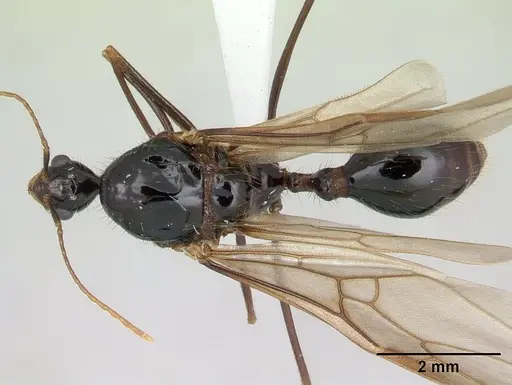 Aphaenogaster swammerdami specimen CASENT0000990 image casent0000990_1