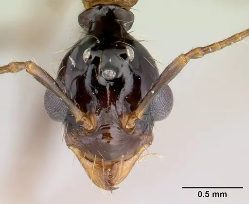 Aphaenogaster swammerdami specimen CASENT0000990 image casent0000990_2