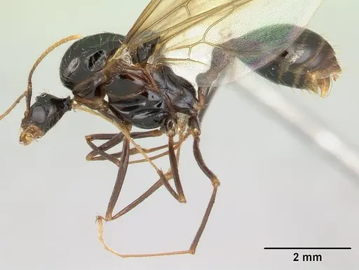 Aphaenogaster swammerdami specimen CASENT0000990 image casent0000990_3