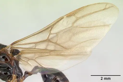 Aphaenogaster swammerdami specimen CASENT0000990 image casent0000990_4