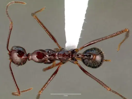 Aphaenogaster swammerdami specimen CASENT0001385 image casent0001385_1