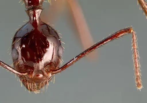 Aphaenogaster swammerdami specimen CASENT0001385 image casent0001385_2