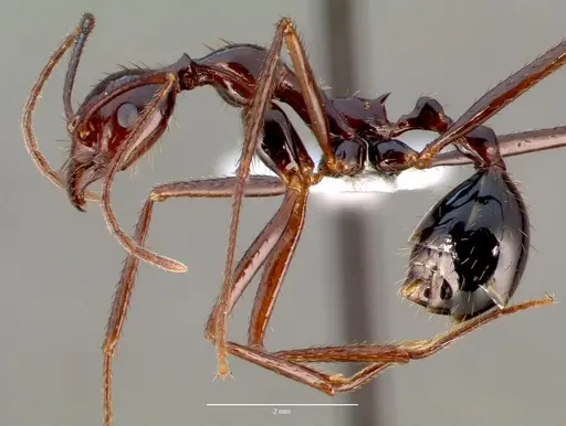 Aphaenogaster swammerdami specimen CASENT0001385 image casent0001385_3