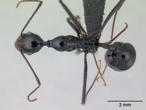 Aphaenogaster swammerdami specimen CASENT0002607 image casent0002607_1