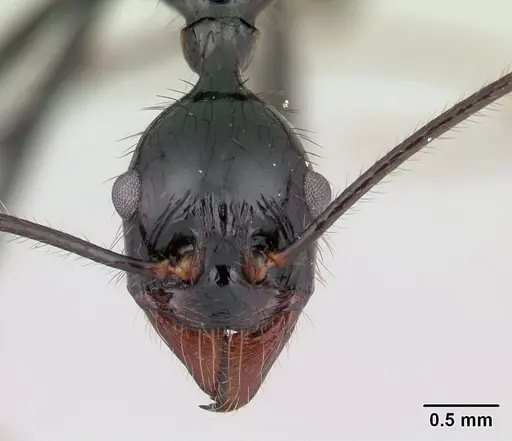 Aphaenogaster swammerdami specimen CASENT0002607 image casent0002607_2
