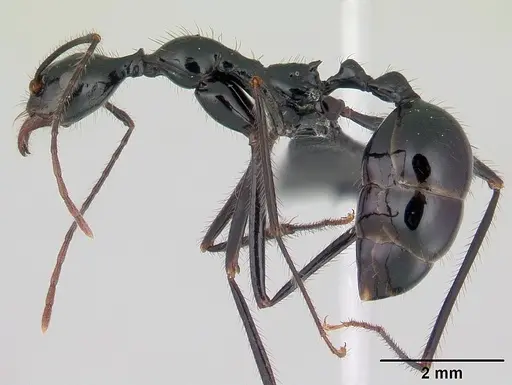 Aphaenogaster swammerdami specimen CASENT0002607 image casent0002607_3