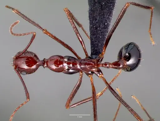 Aphaenogaster swammerdami specimen CASENT0017663 image casent0017663_1