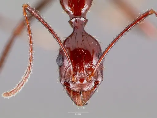 Aphaenogaster swammerdami specimen CASENT0017663 image casent0017663_2