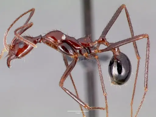 Aphaenogaster swammerdami specimen CASENT0017663 image casent0017663_3