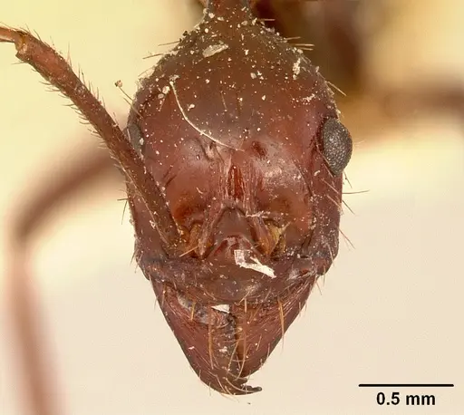 Aphaenogaster swammerdami specimen CASENT0101065 image casent0101065_2