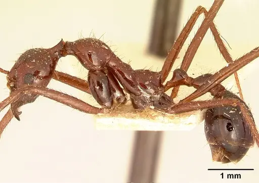 Aphaenogaster swammerdami specimen CASENT0101065 image casent0101065_3