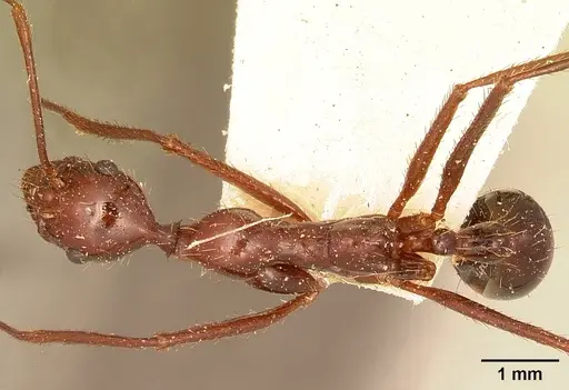Aphaenogaster swammerdami specimen CASENT0101066 image casent0101066_1