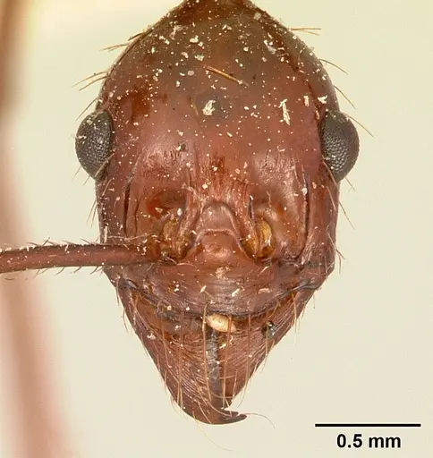 Aphaenogaster swammerdami specimen CASENT0101066 image casent0101066_2