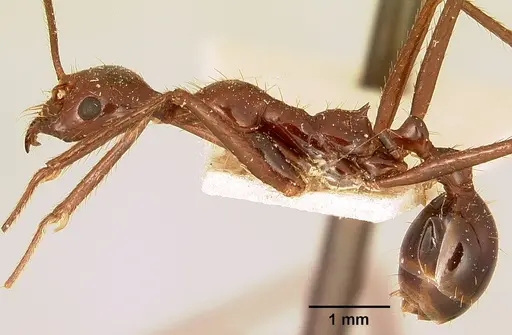 Aphaenogaster swammerdami specimen CASENT0101066 image casent0101066_3