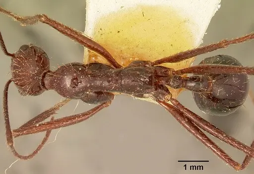Aphaenogaster swammerdami specimen CASENT0101067 image casent0101067_1