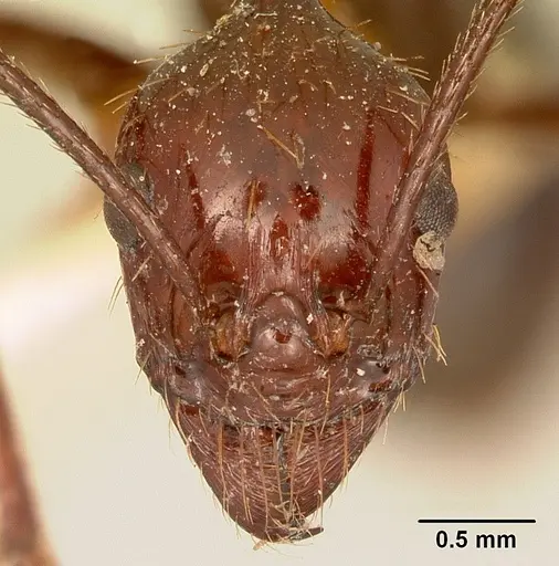 Aphaenogaster swammerdami specimen CASENT0101067 image casent0101067_2