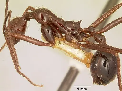 Aphaenogaster swammerdami specimen CASENT0101067 image casent0101067_3