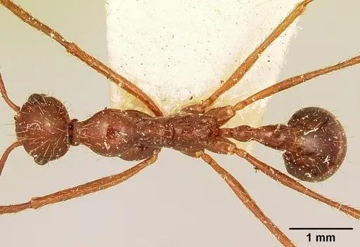 Aphaenogaster swammerdami specimen CASENT0101068 image casent0101068_1
